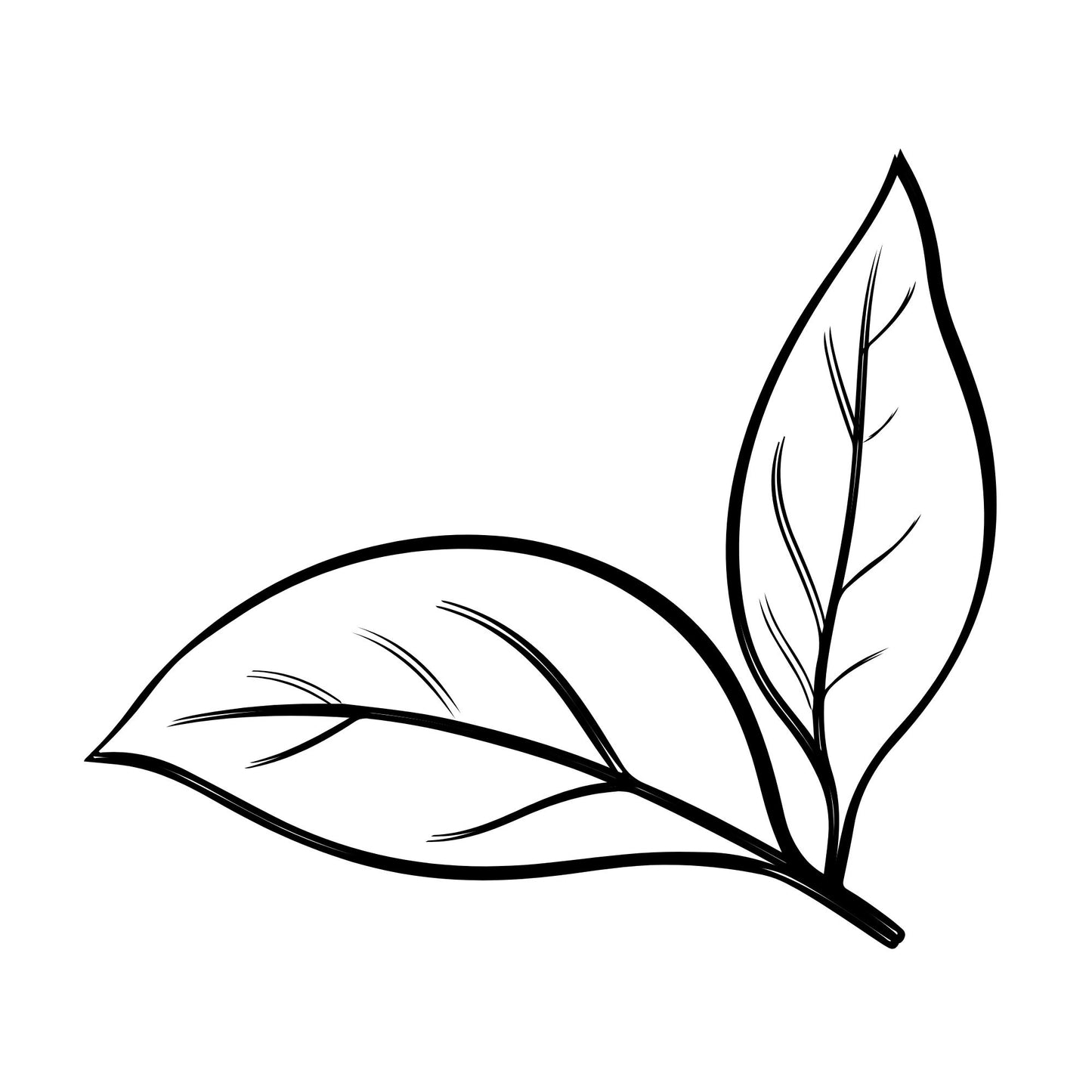 Sort, Darjeeling No. 1